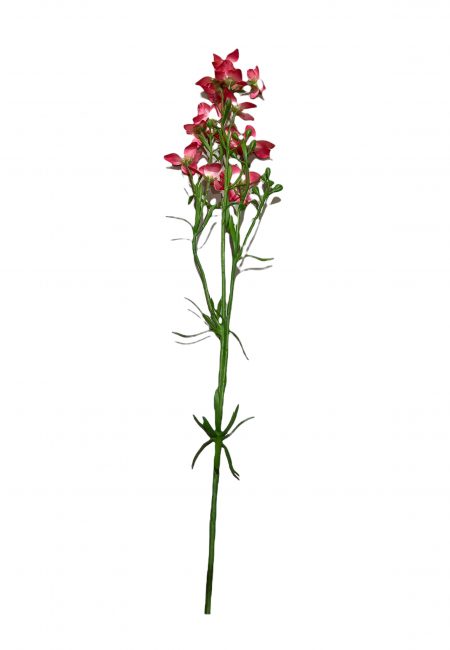Flower for ever Delphinium Larkspur