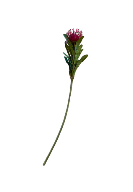 Leucosper kunst bloem