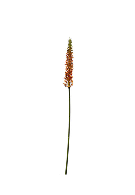 Kunsttak Eremurus Stem