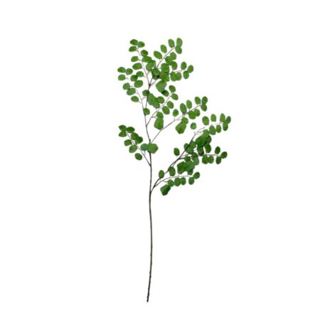 Flower for ever Acaciatak