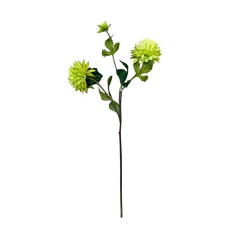 Flower for ever Dahlia