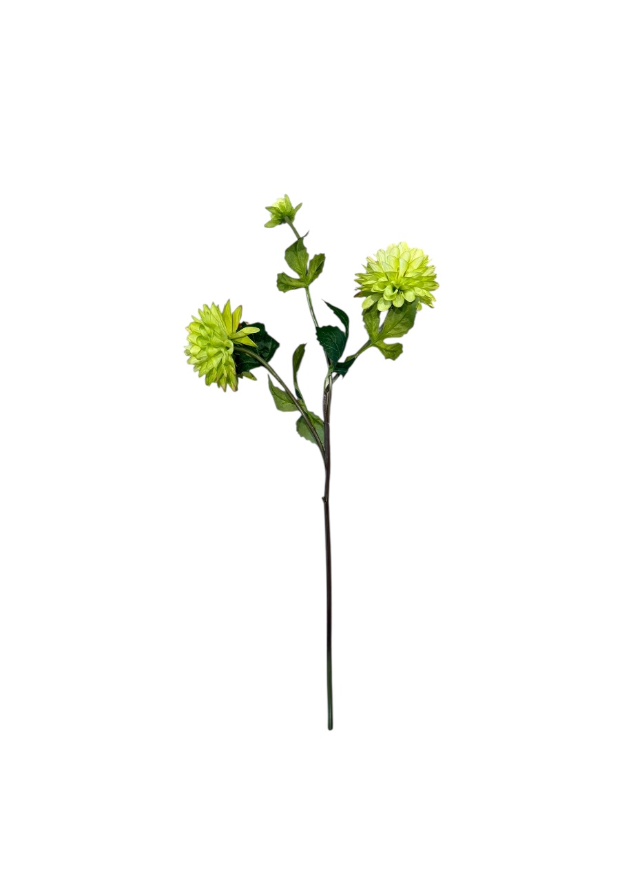 Flower for ever Dahlia