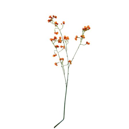 Flower for ever Bittersweet oranje